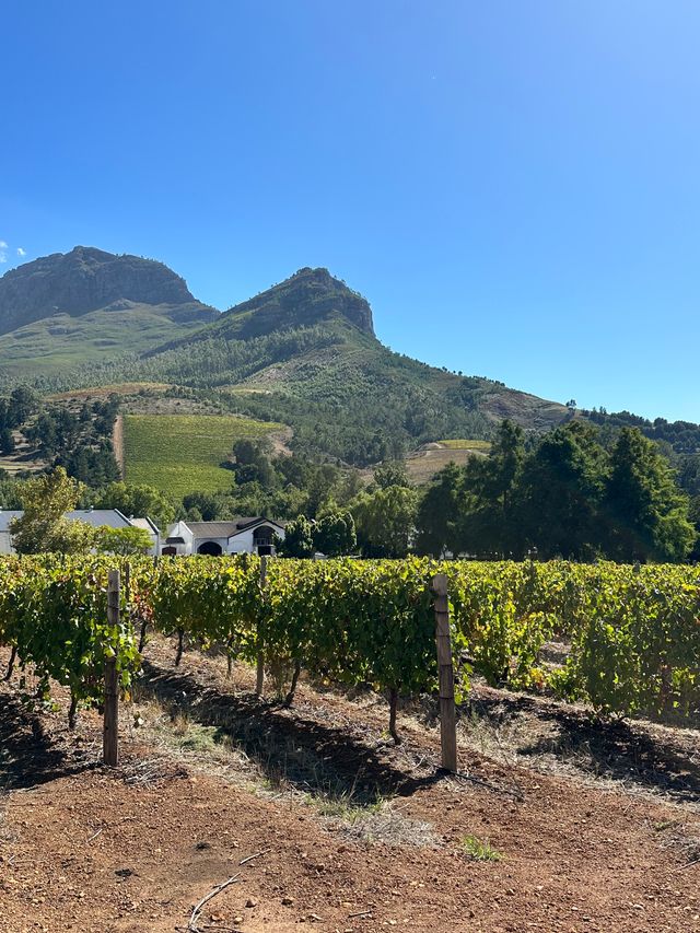 Zorgvliet Wine Estate, Stellenbosch