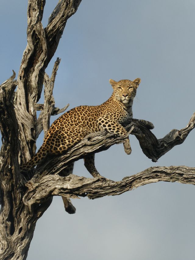 Luipaard in Sabi Sands
