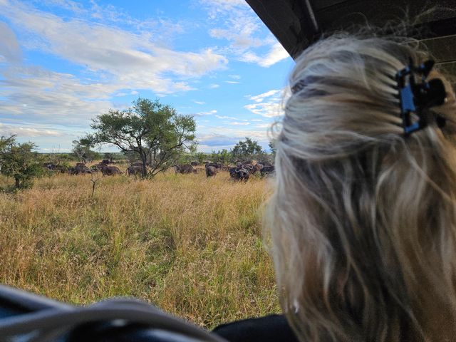 Gamedrive in Manyeleti, Zuid-Afrika