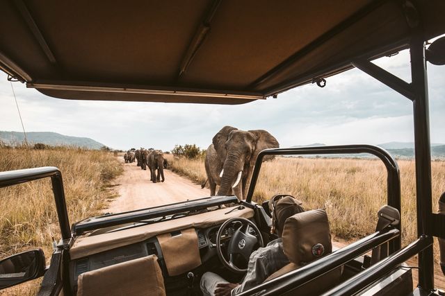 Op safari in het Krugerpark