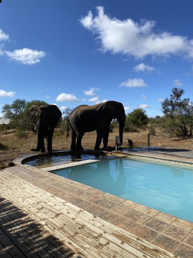 Olifanten bij Manyeleti Game Reserve