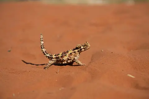 Thorny devil
