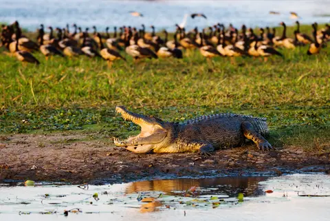 Krokodil in Kakadu National Park