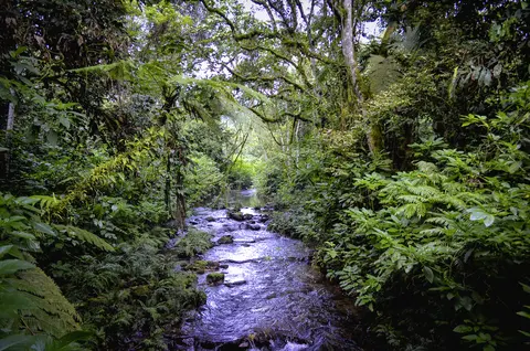 Bwindi Impenetrable Forest
