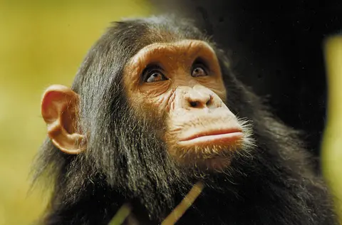 Chimpansee in Oeganda
