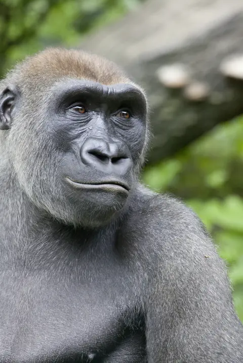 Gorilla