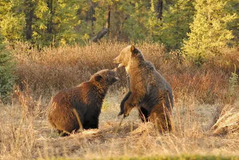 Grizzlyberen, Jasper National Park