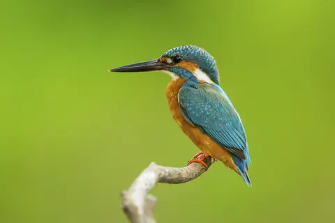 Kingfisher in Oeganda