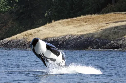 Orka, Vancouver Island