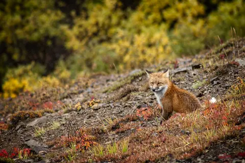 Vos in Denali National Park