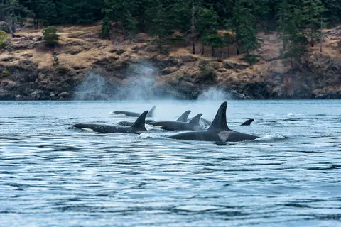 Orka's op Vancouver Island