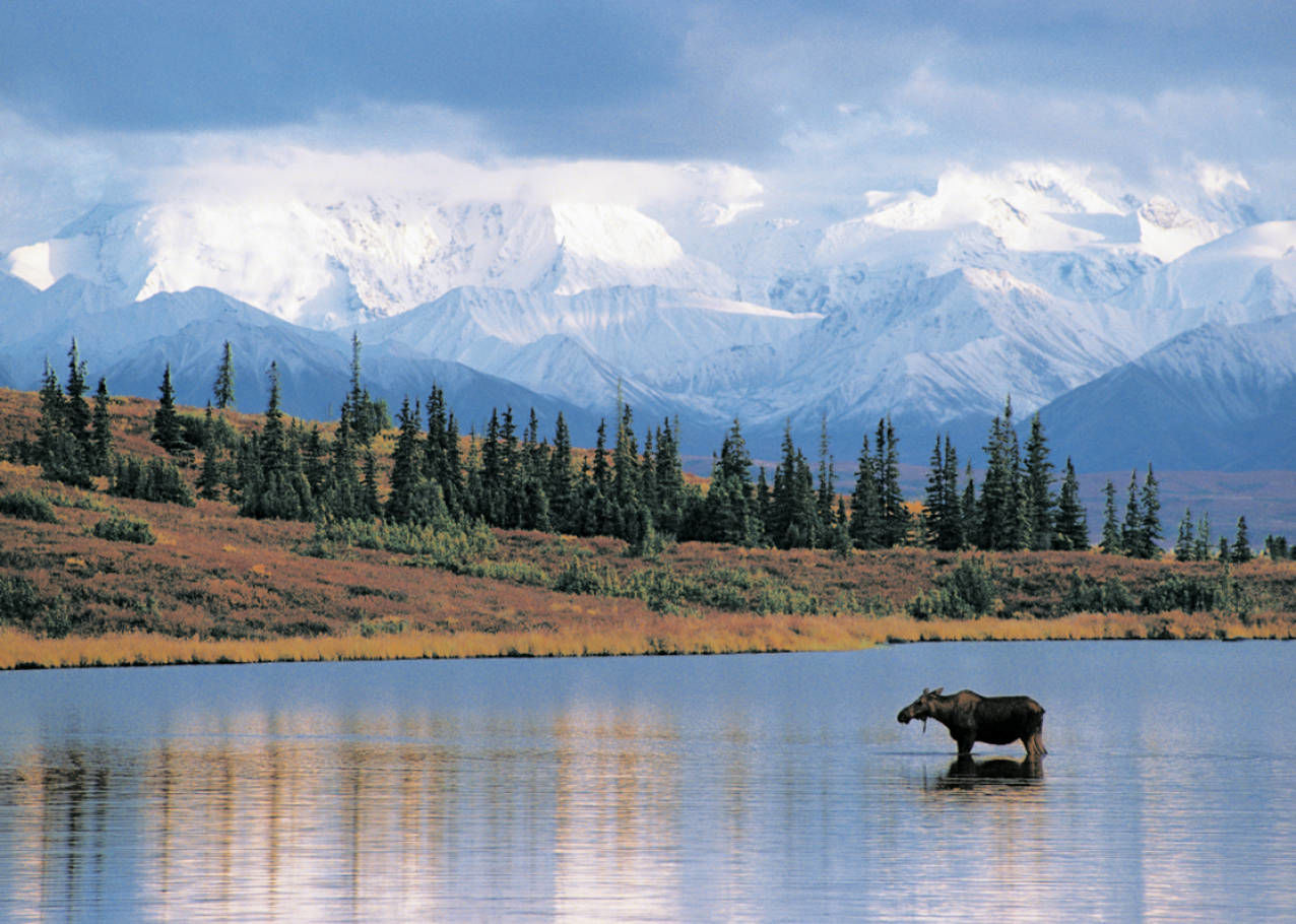 Eland in Alaska