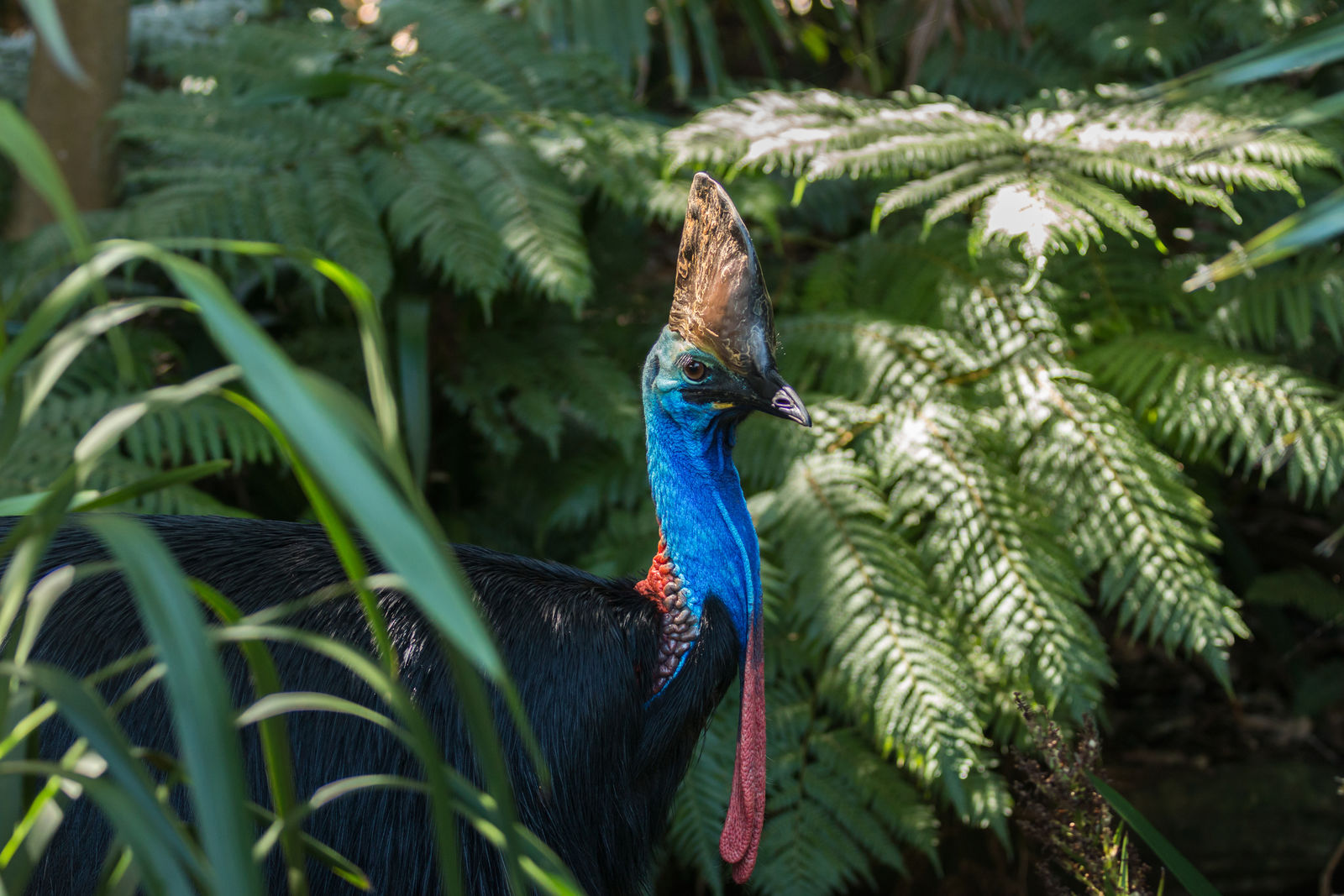 Kasuaris in het Daintree regenwoud in Australië