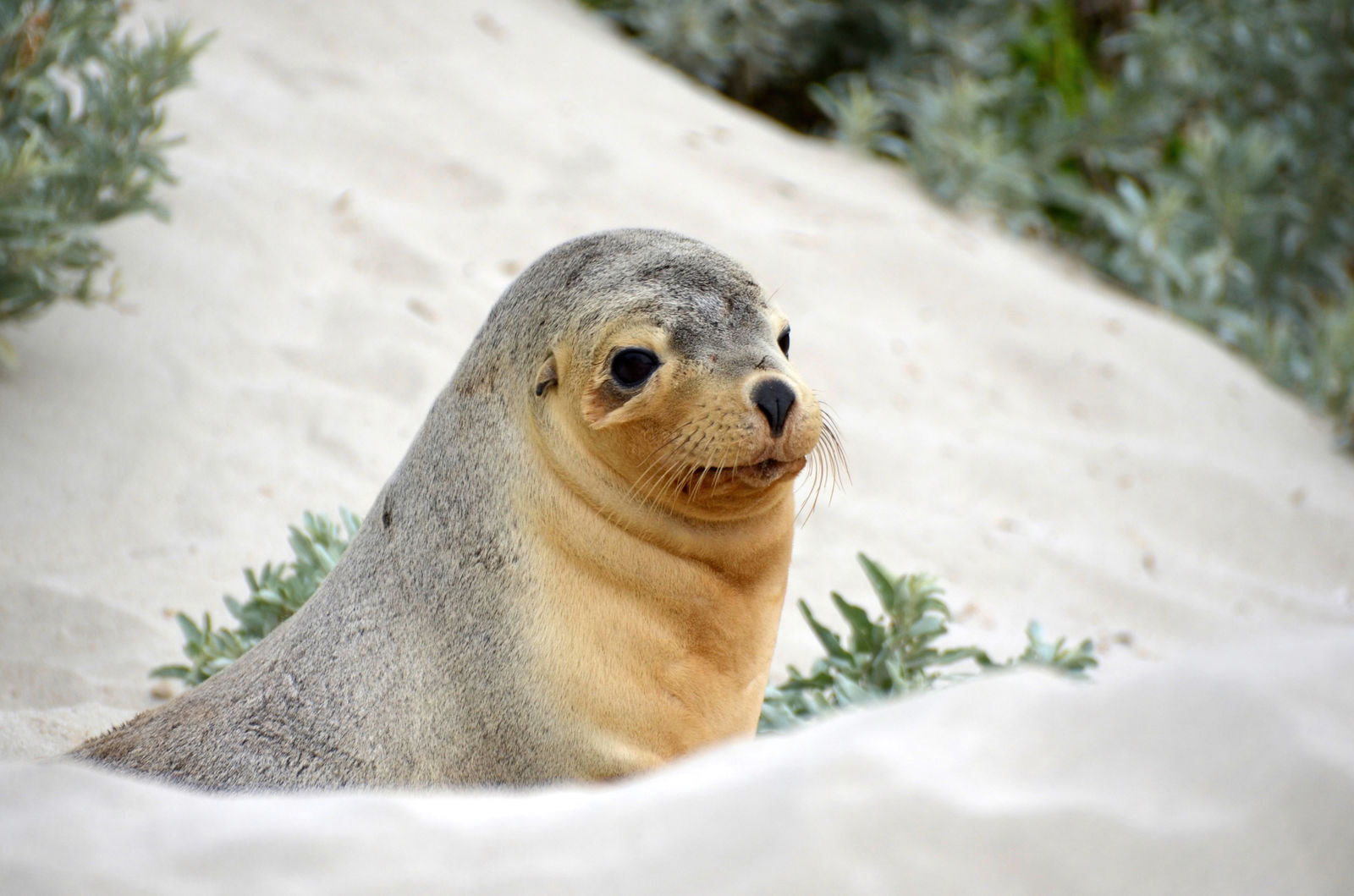 Seal Bay, Kangaroo Island