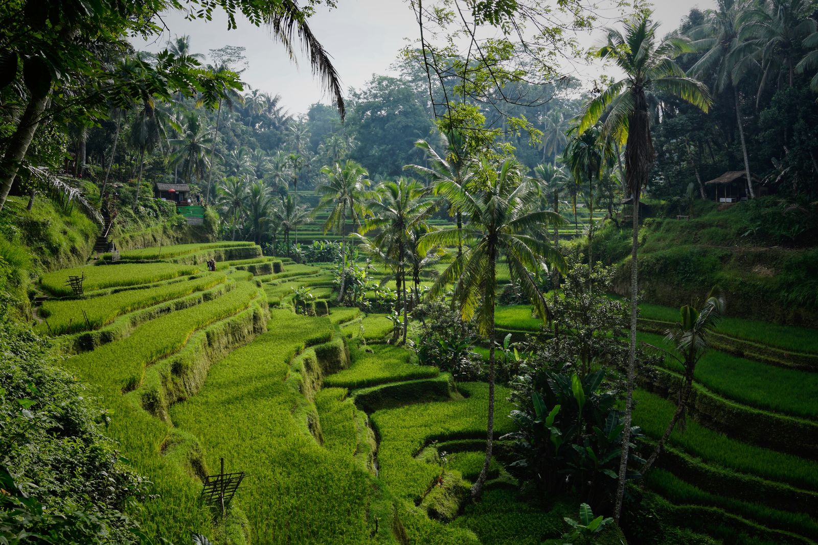 Tegalalang rijstvelden bij Ubud