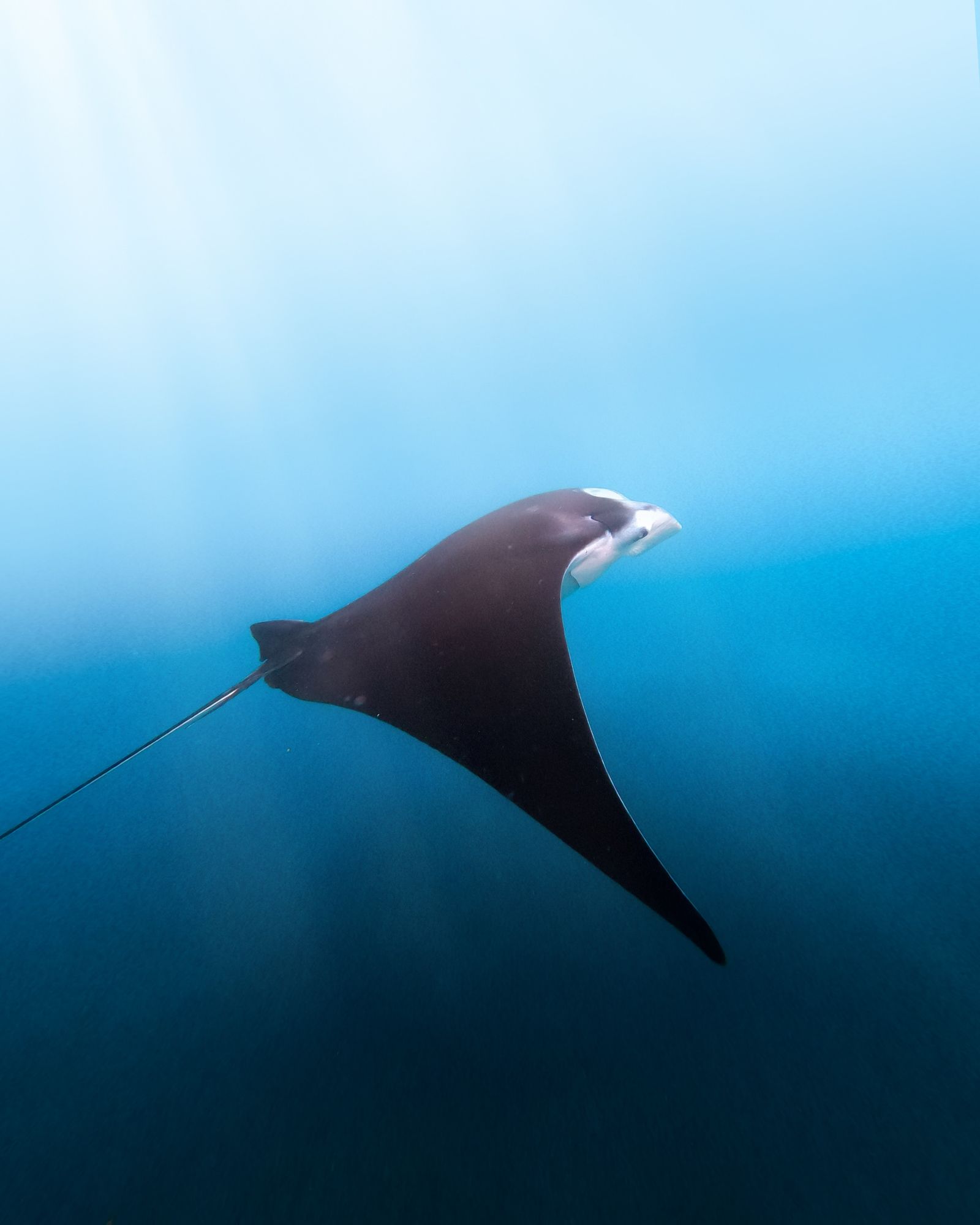 Mantarog bij Nusa Penida