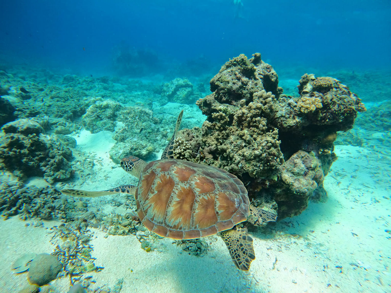 Schildpad op Bali