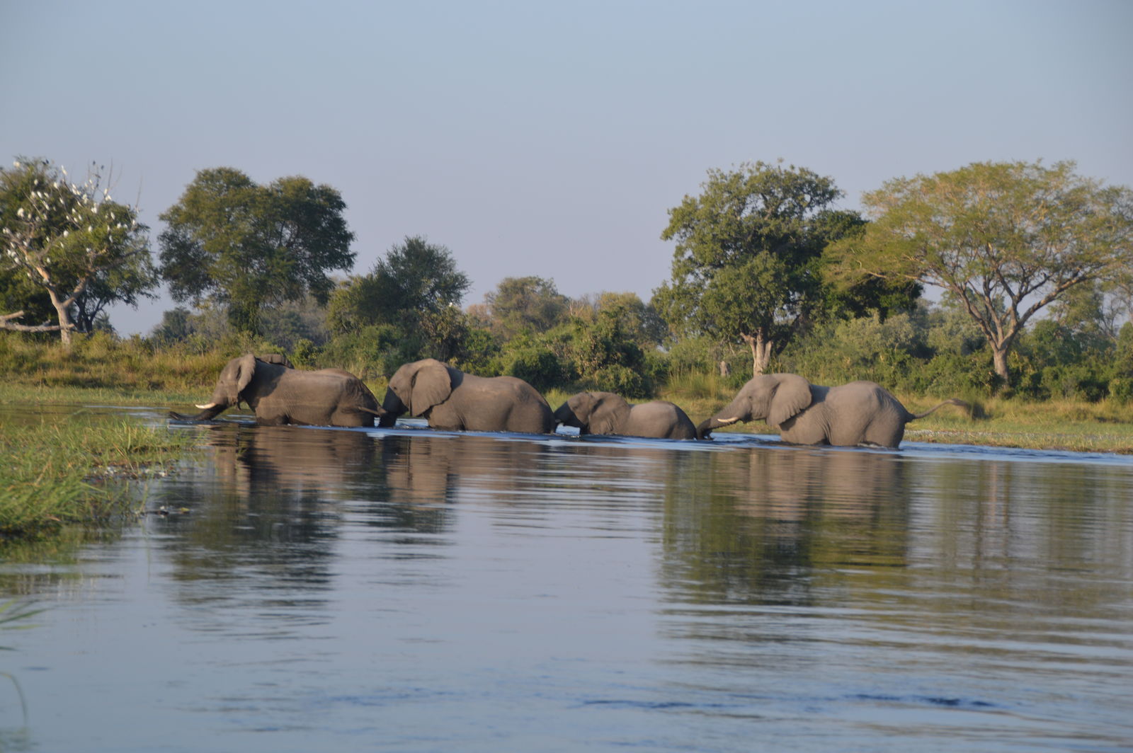Olifanten steken de rivier over in de Okavango Delta, Botswana.