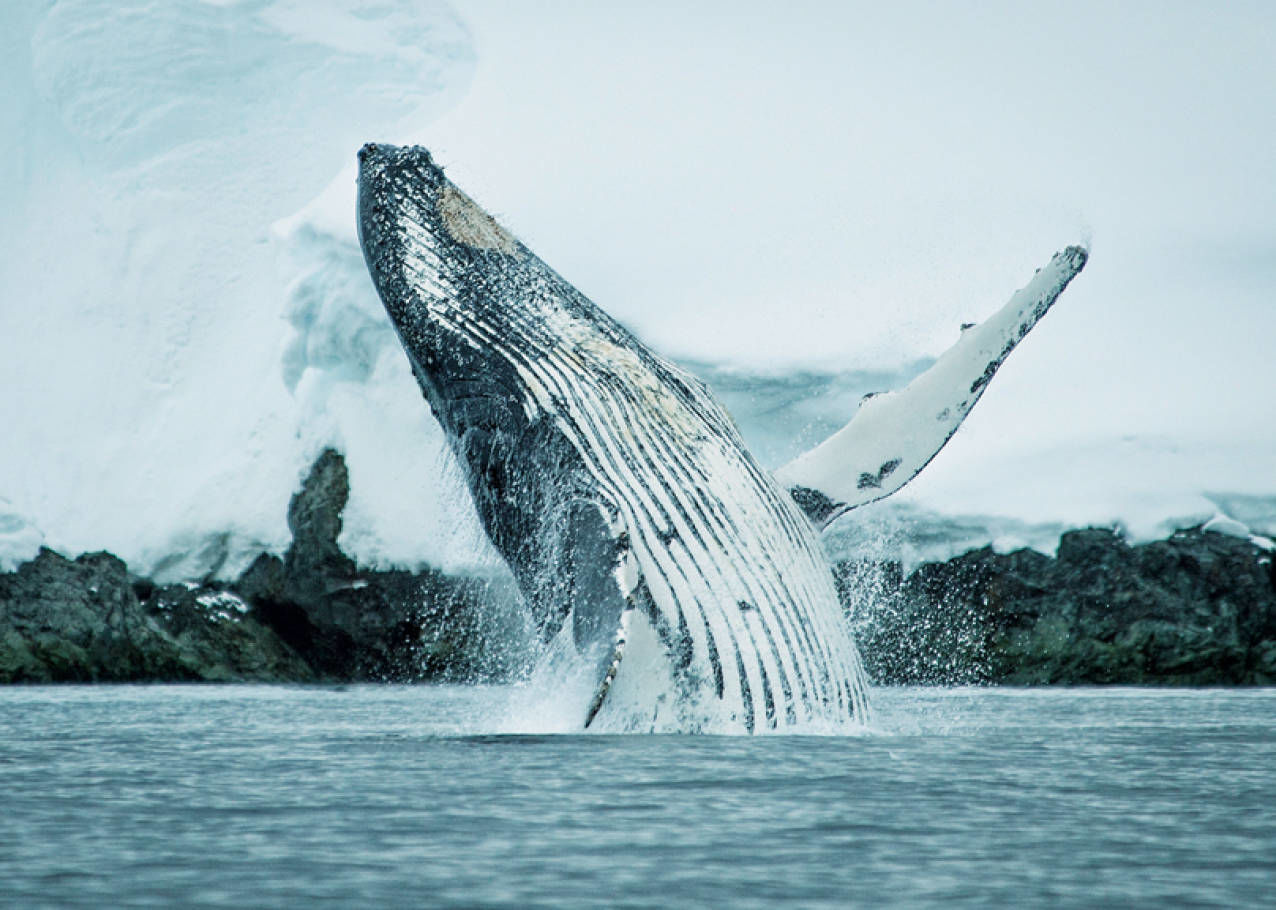 Walvis springt uit het water in Antarctica