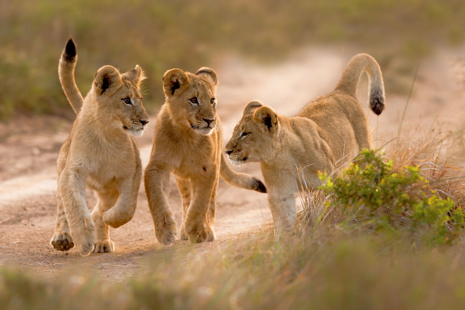 Leeuwtjes in het Kariega Game Reserve