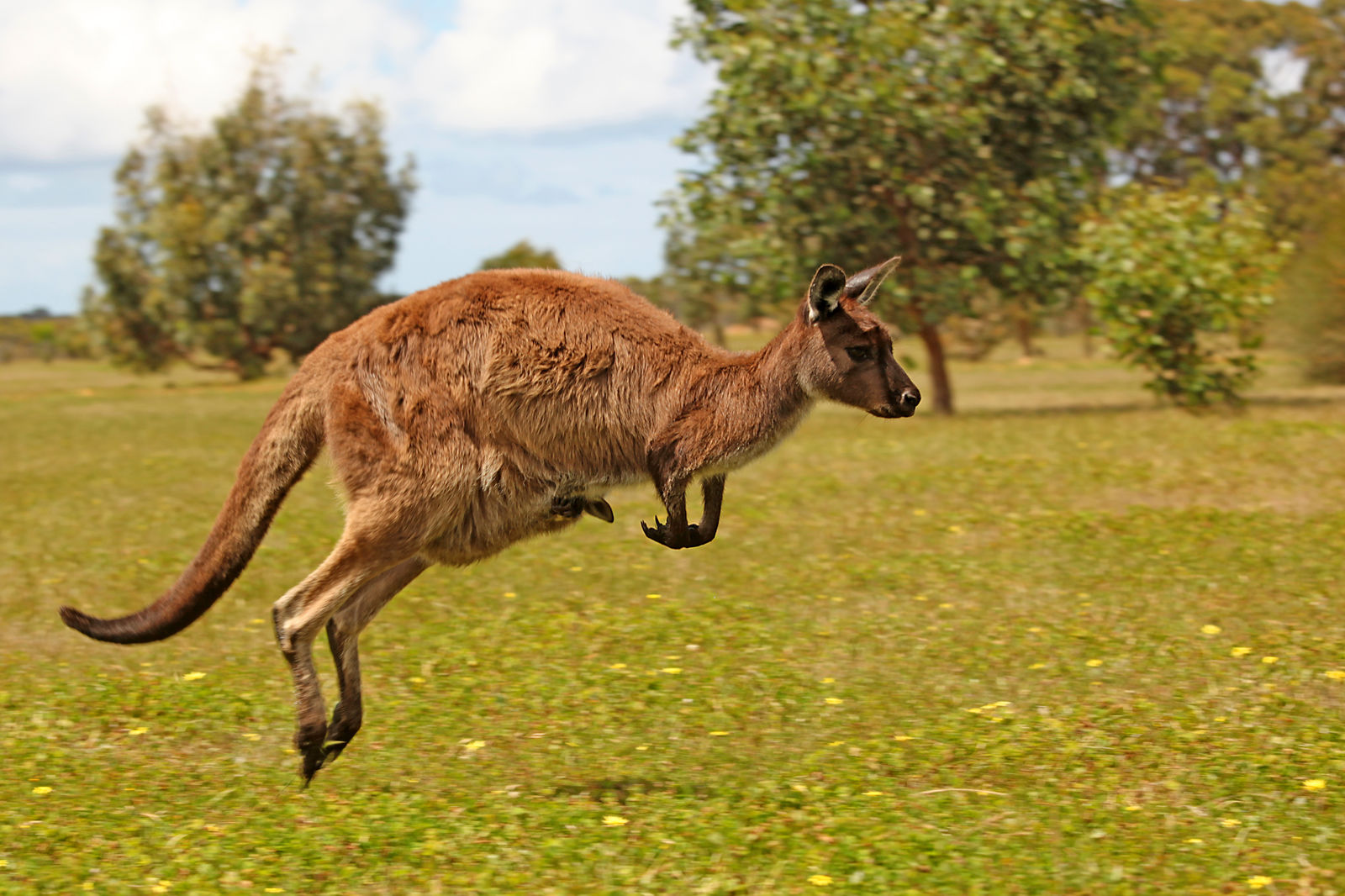 Kangoeroe op Kangaroo Island