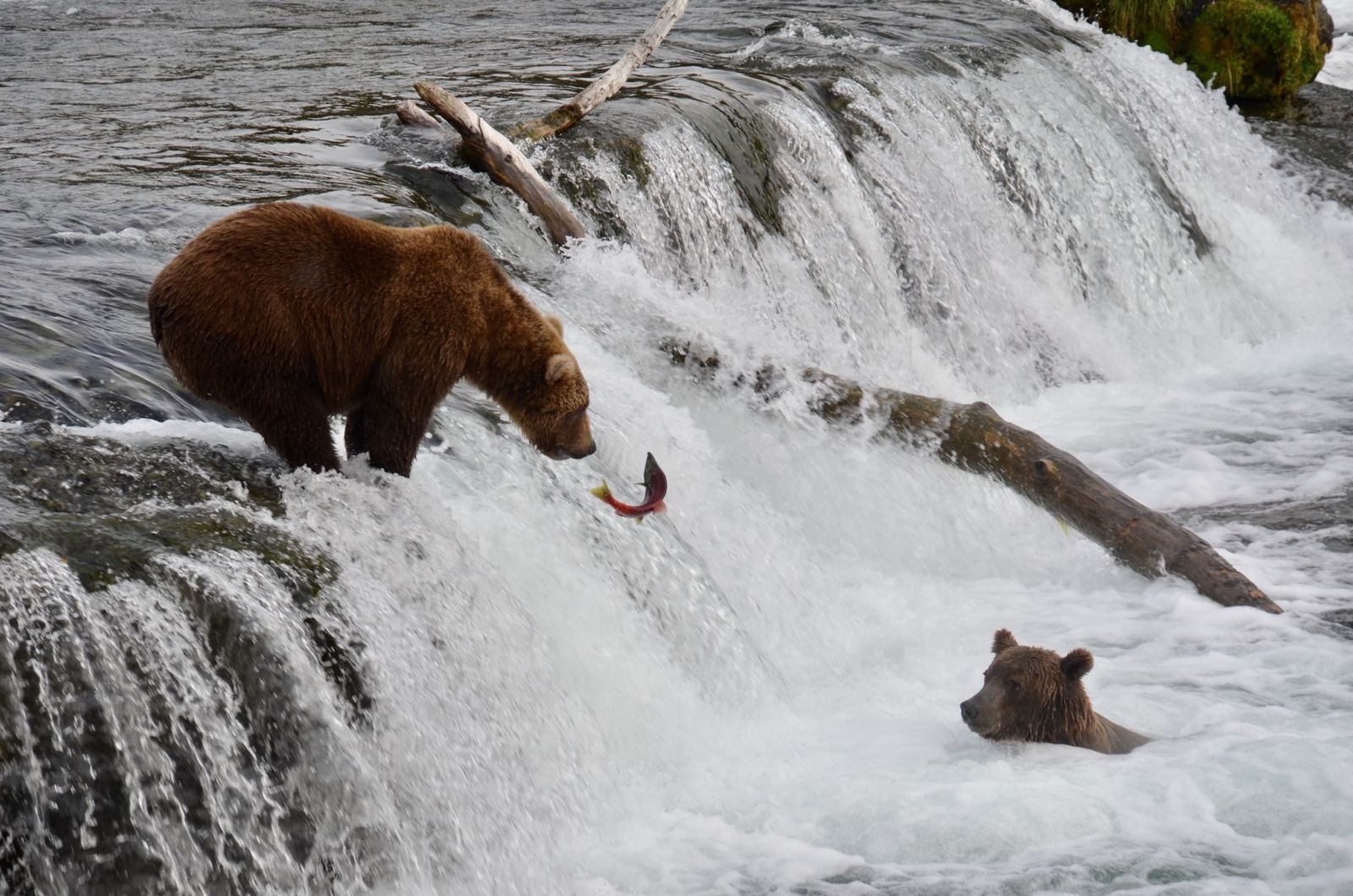 Beren bij Brooks Falls, Alaska