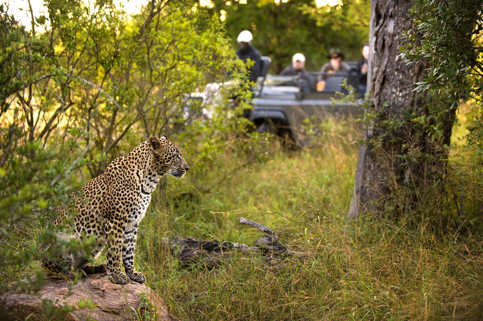 Game Drive in het Lion Sands Game Reserve