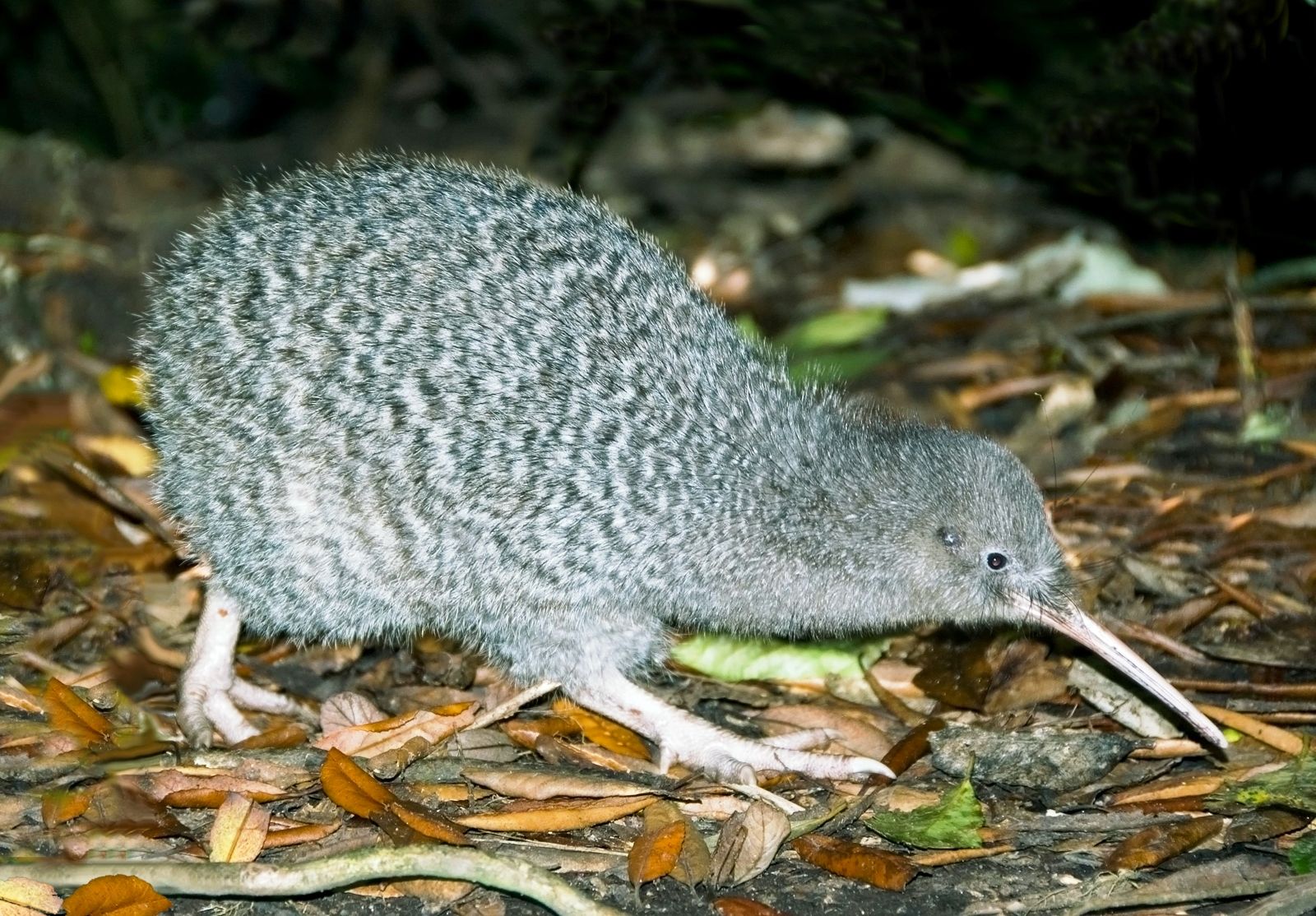 Kiwi op Kapiti Island