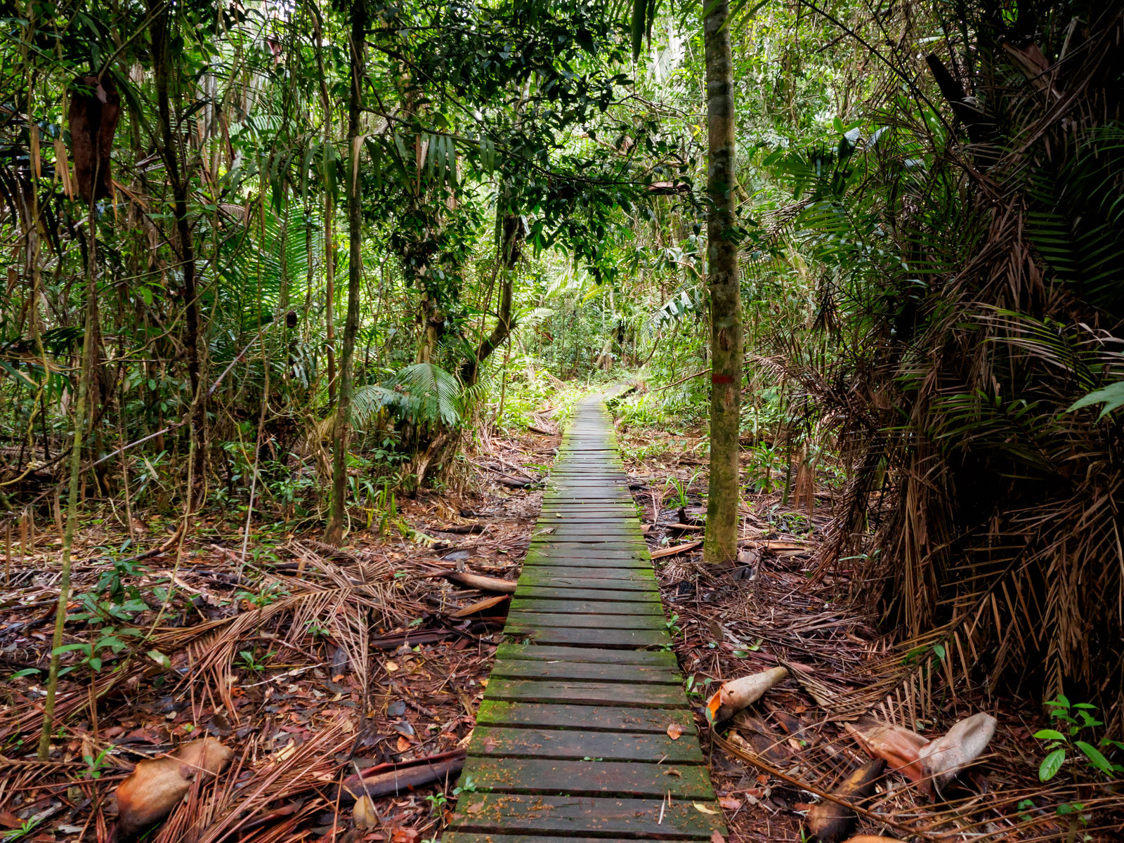 Wandelroute door Bako National Park op Borneo
