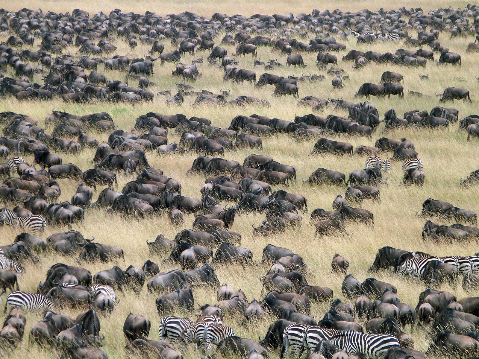 Migratie in de Serengeti