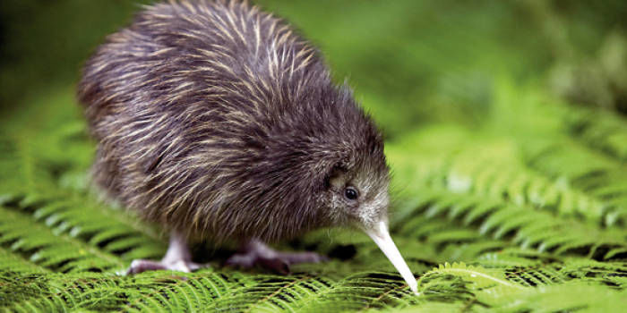 Kiwi in Nieuw-Zeeland