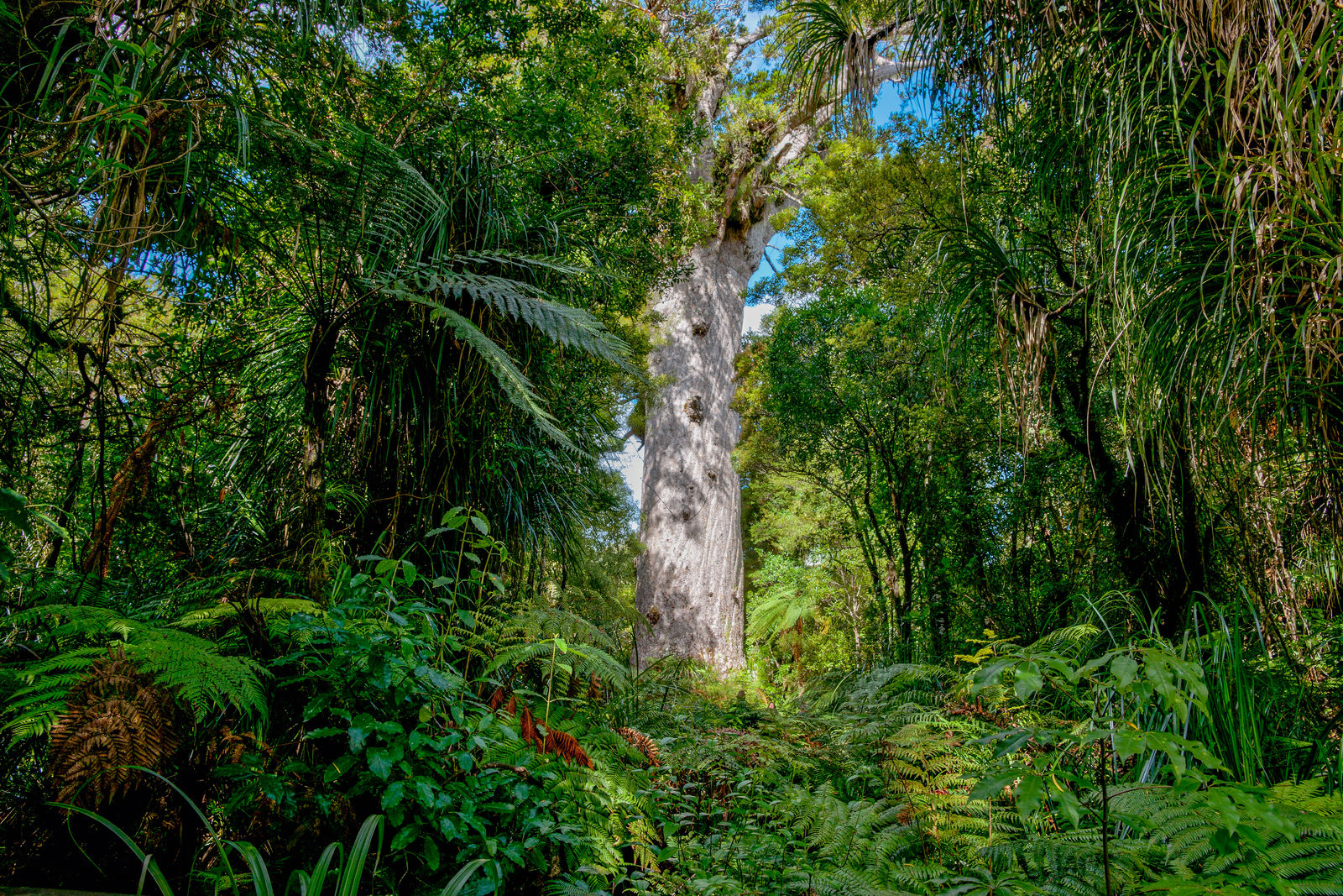 Woudreus in Waipoua Kauri Forest