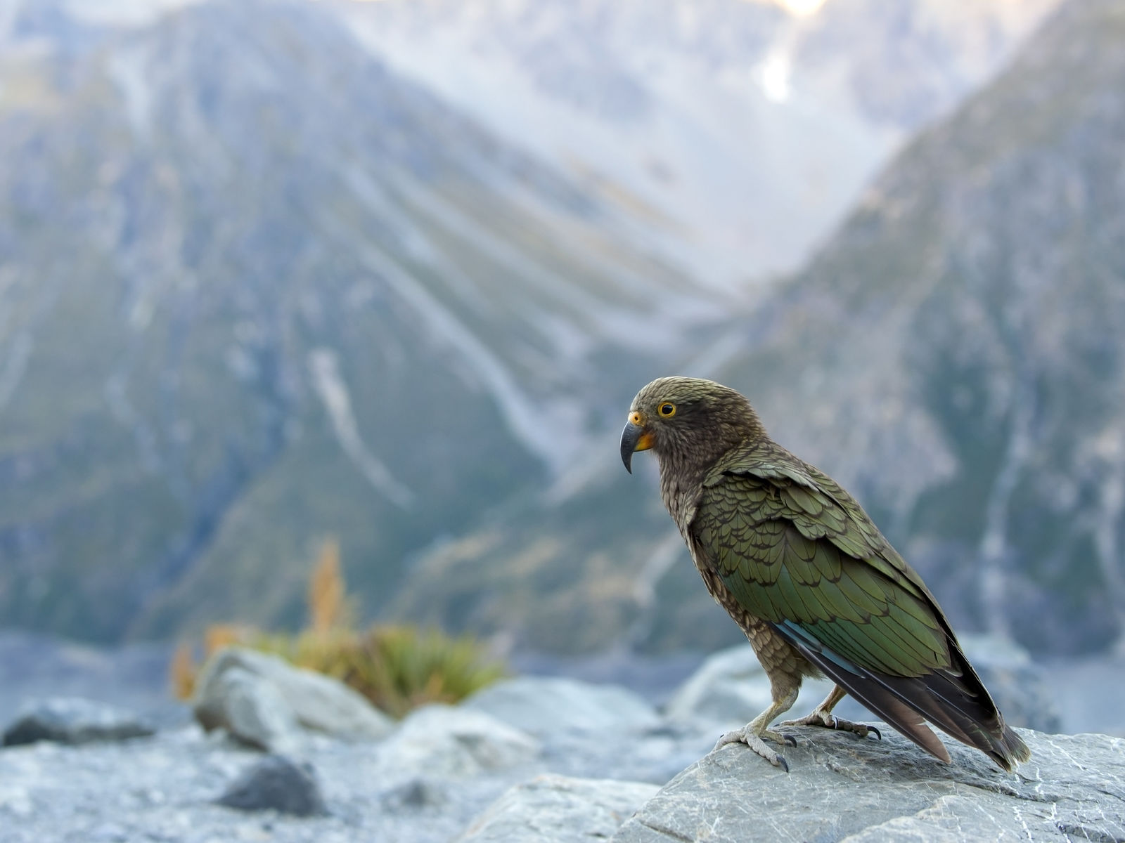 Kea bergpapagaai Nieuw-Zeeland