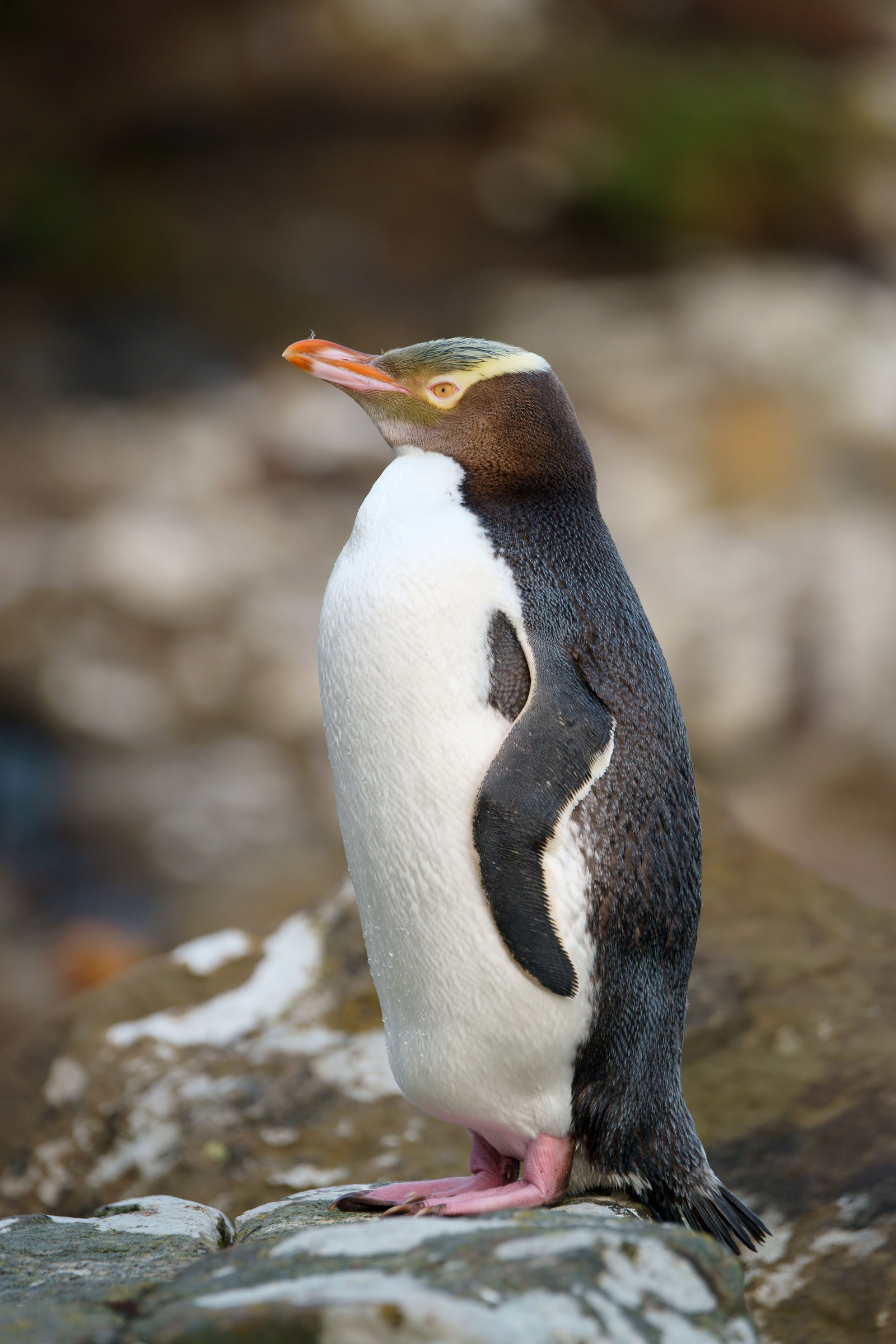 Geeloogpinguïn op Otago Peninsula
