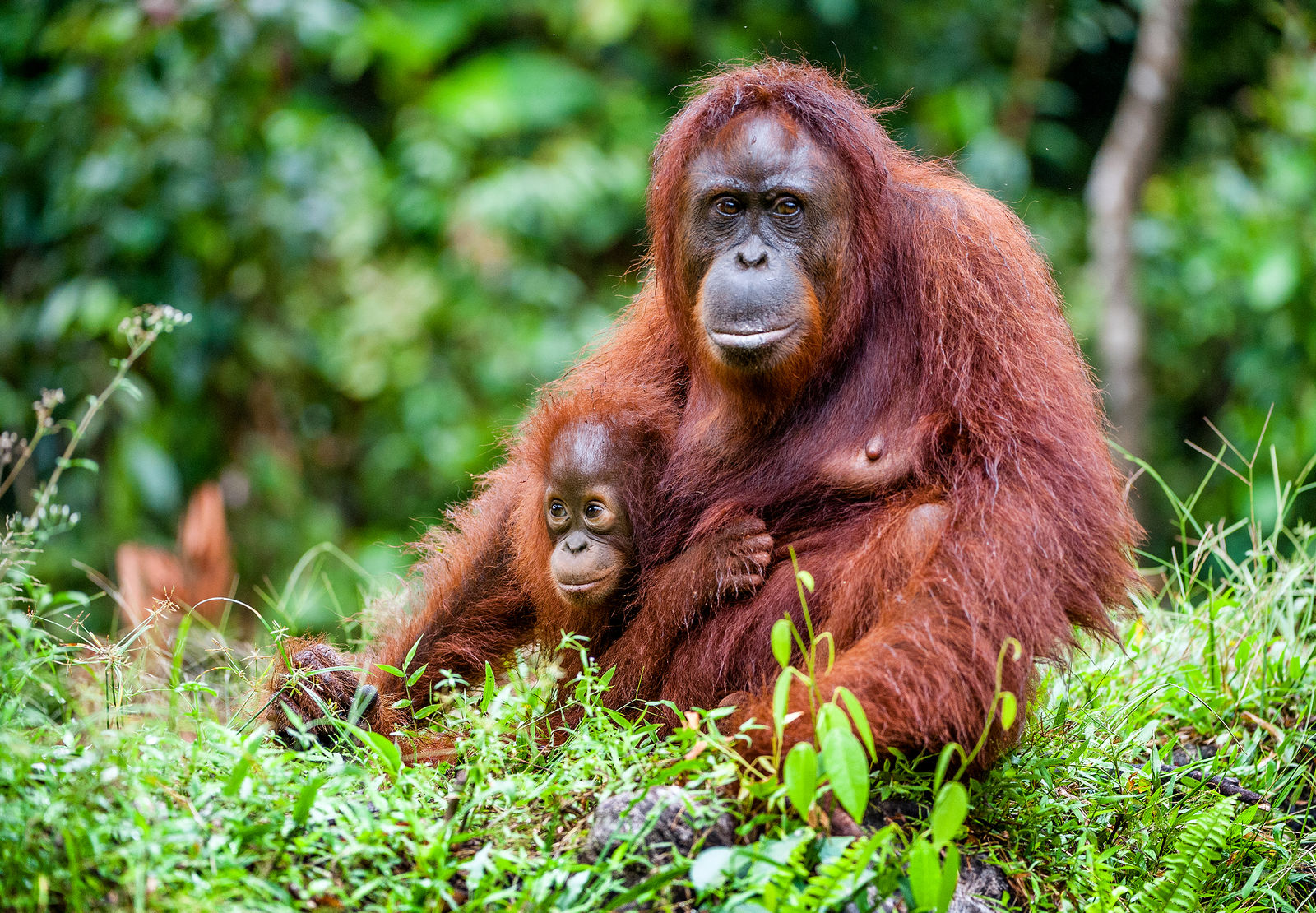 Orang-oetans op Borneo