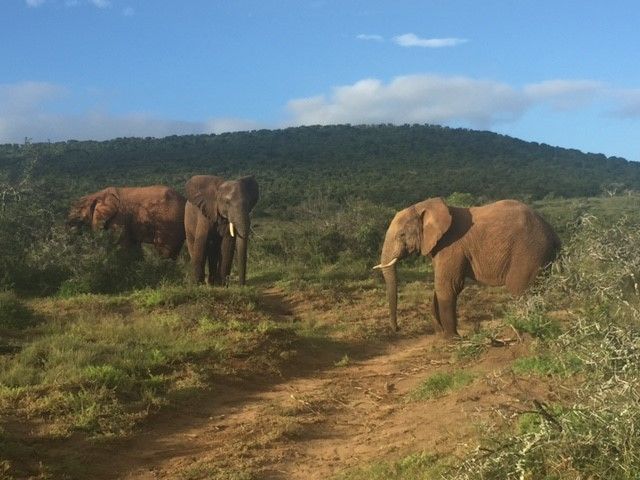 Olifanten spotten op safari in Zuid-Afrika