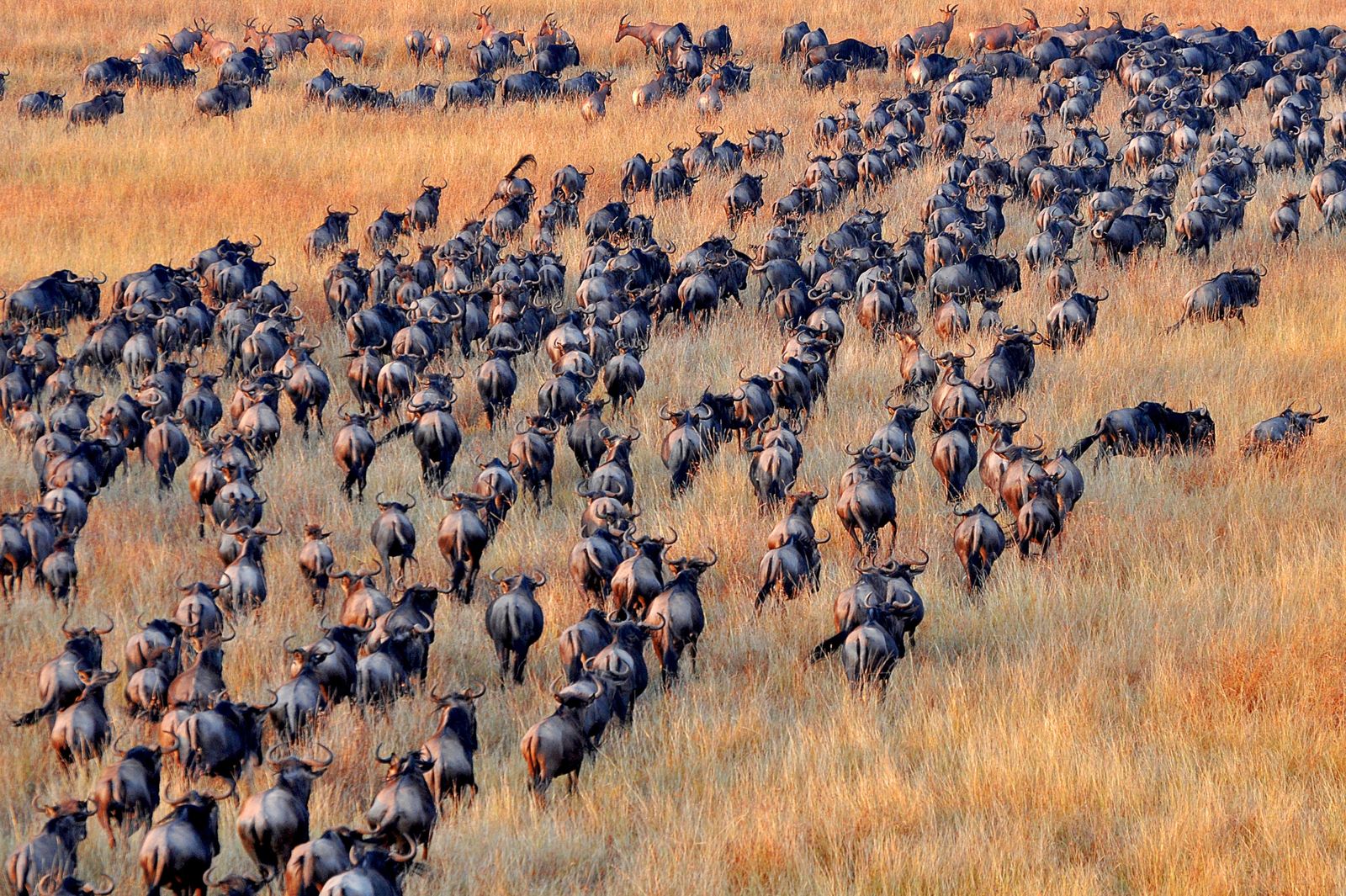 Grote migratie in Tanzania