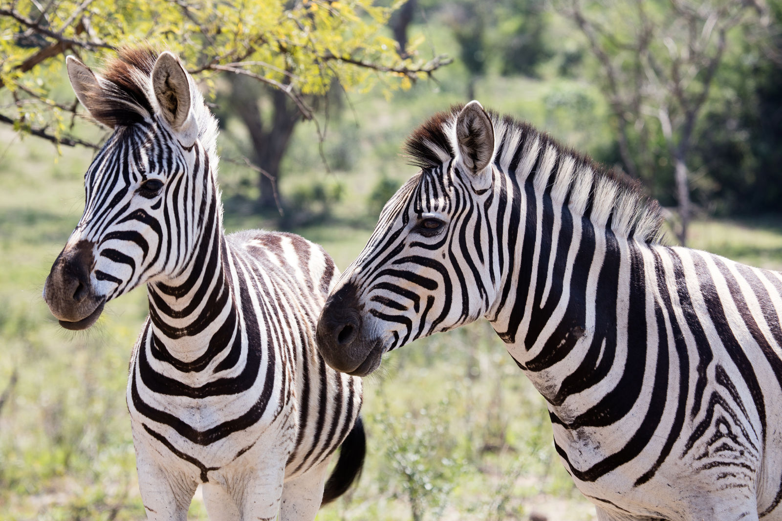 Zebra's in Zuid-Afrika