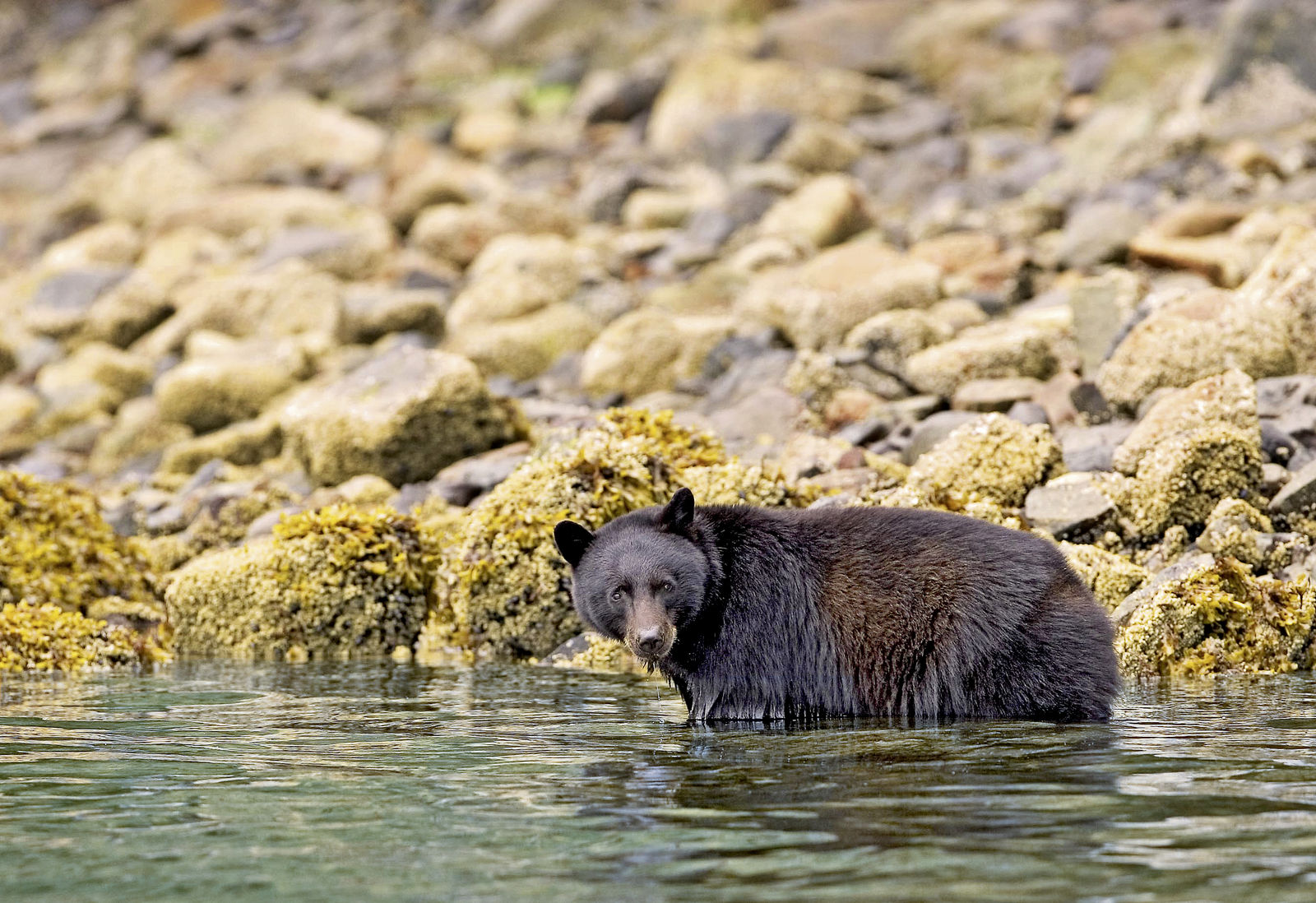 Zwarte beer op Vancouver Island