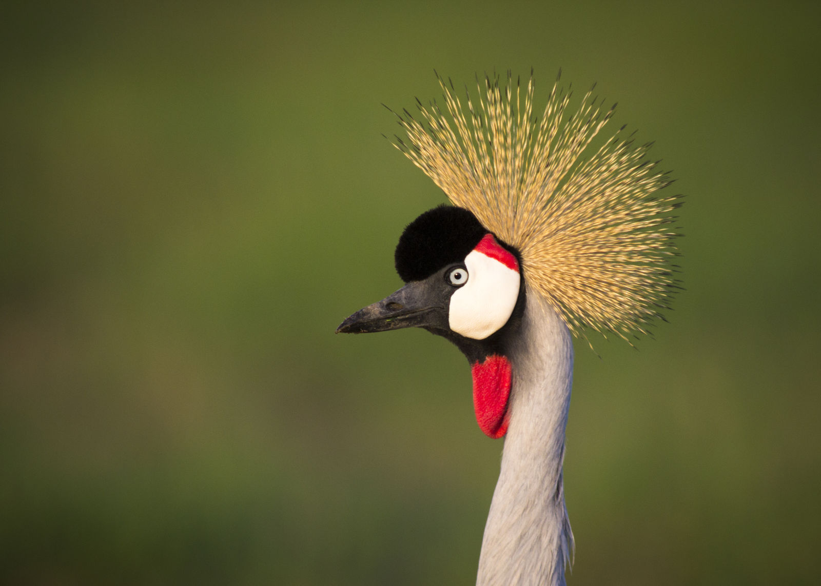 Kraanvogel