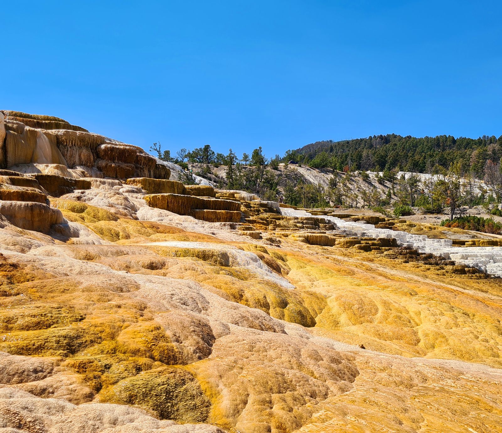 Heetwaterterrassen bij Mammoth hot springs in Yellowstone
