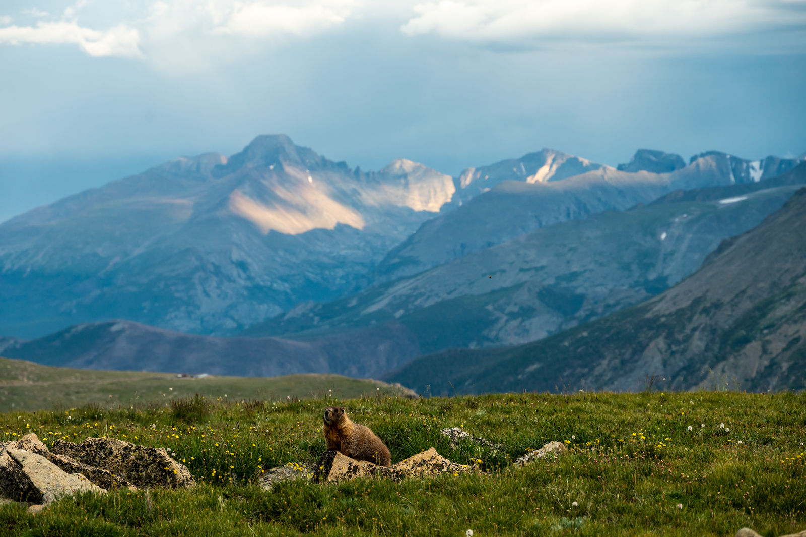 Marmot poseert in Rocky Mountains Nationaal Park