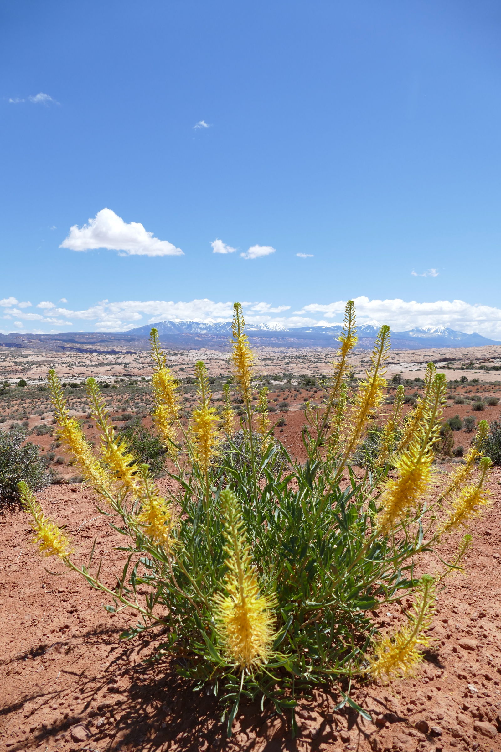 Uitzicht op la Sal Mountains in Arches NP