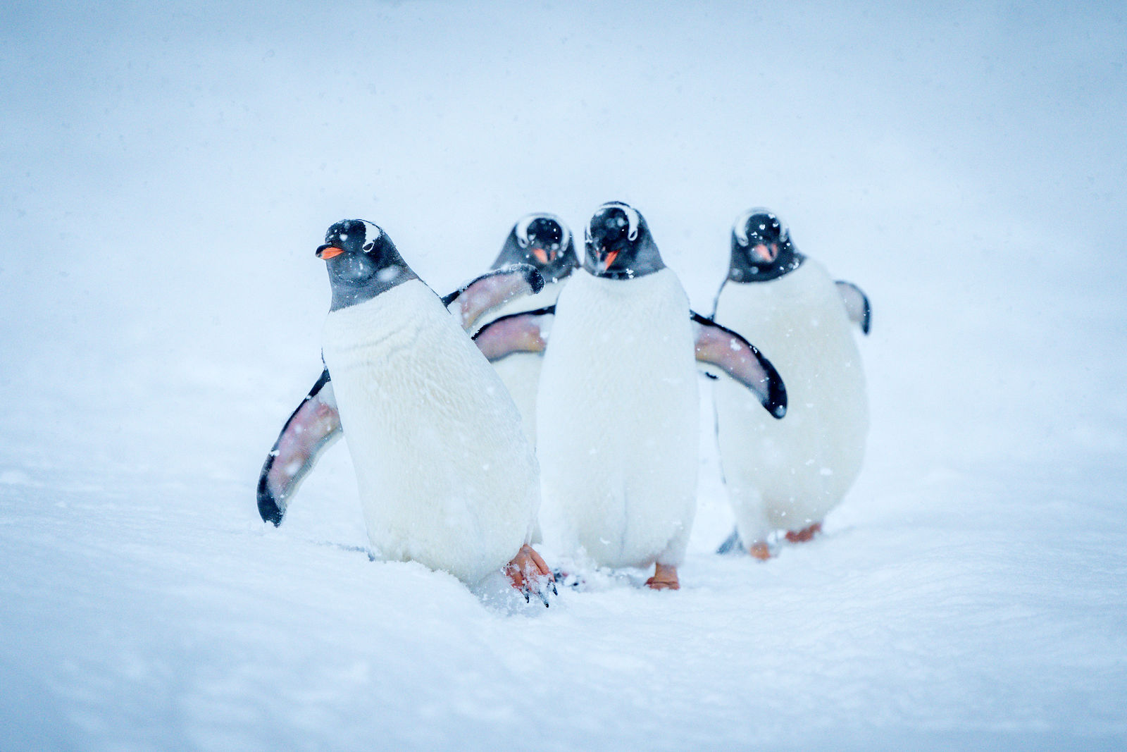Waggelende pinguins op Antarctica