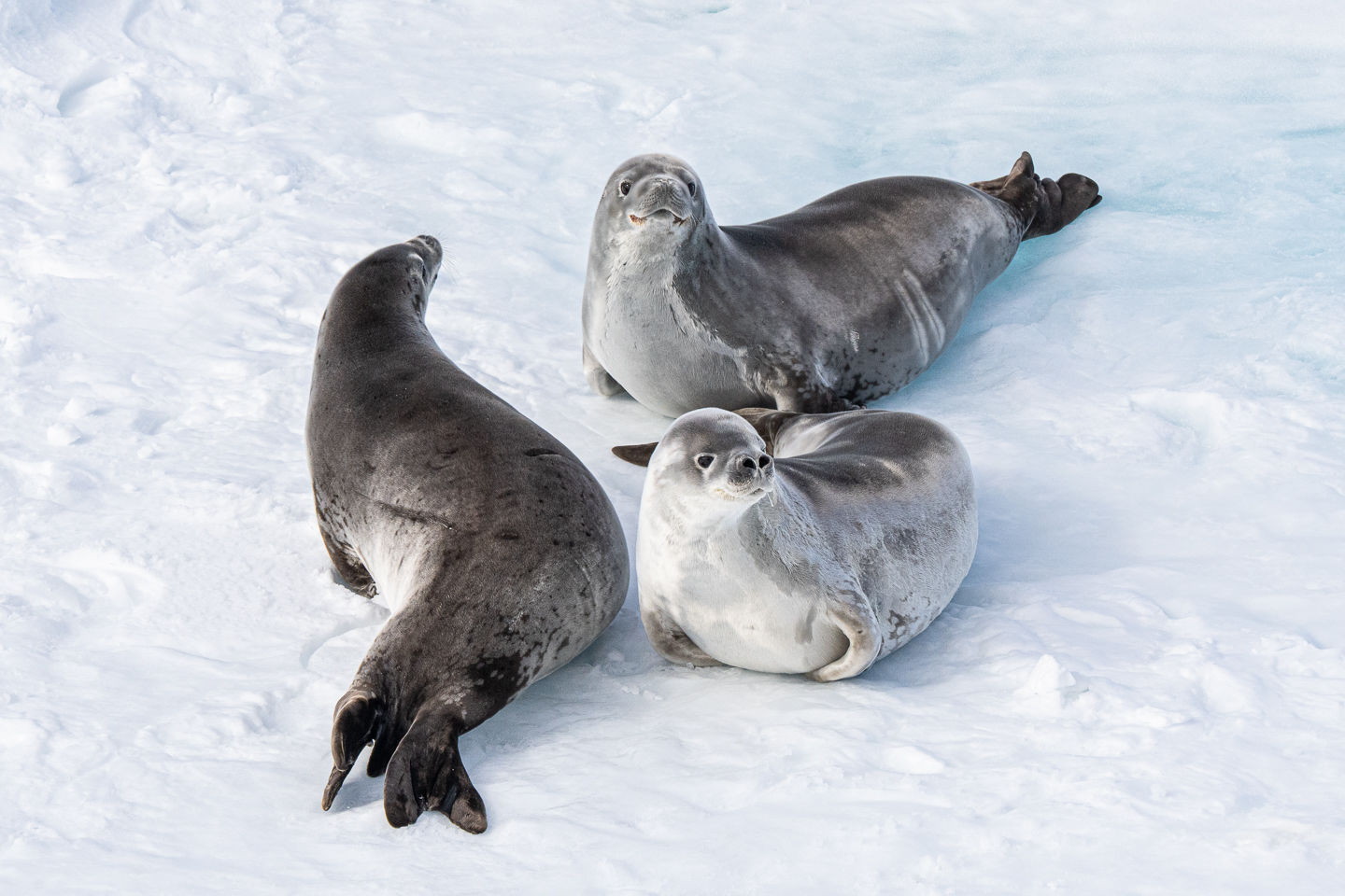 Zeehonden in sneeuw op Antarctica