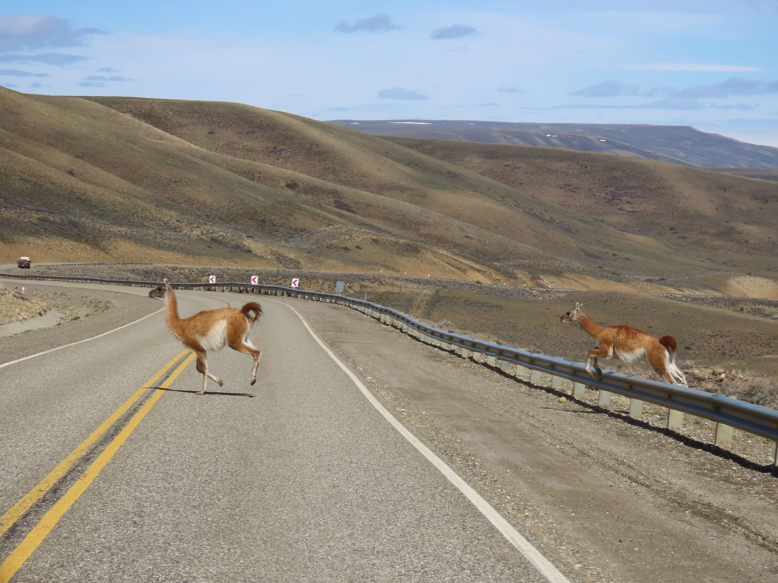 Guanaco's op Ruta 40