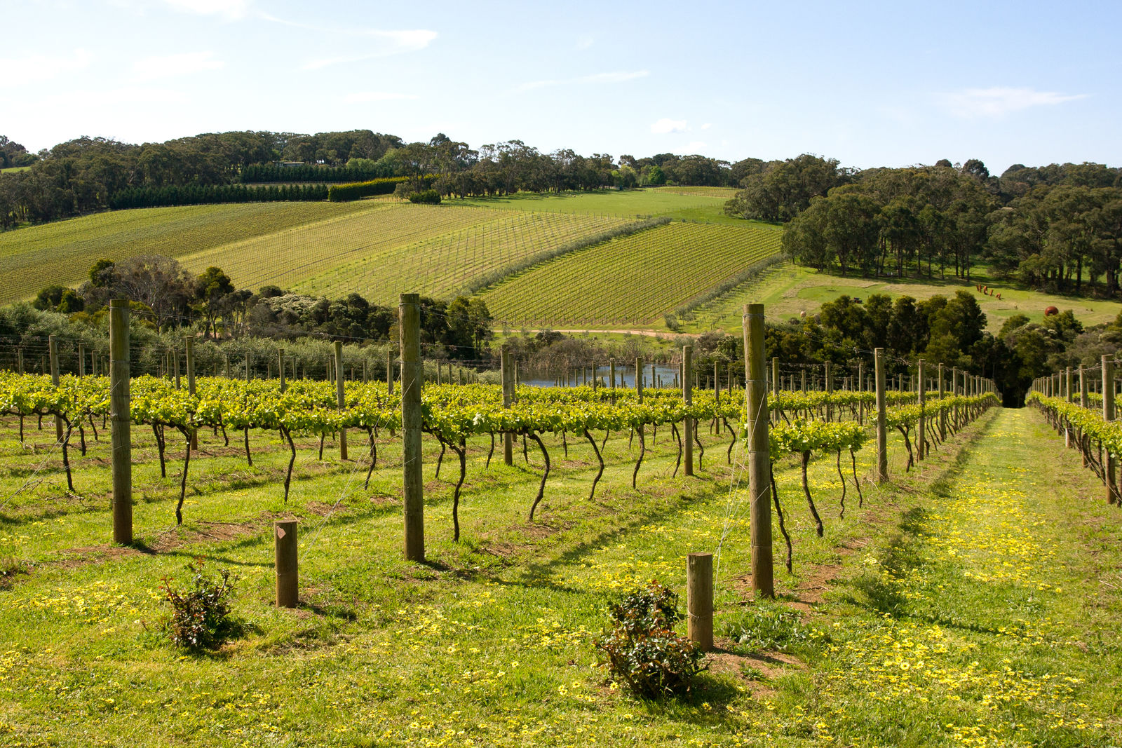 Wijngaard op Mornington Peninsula