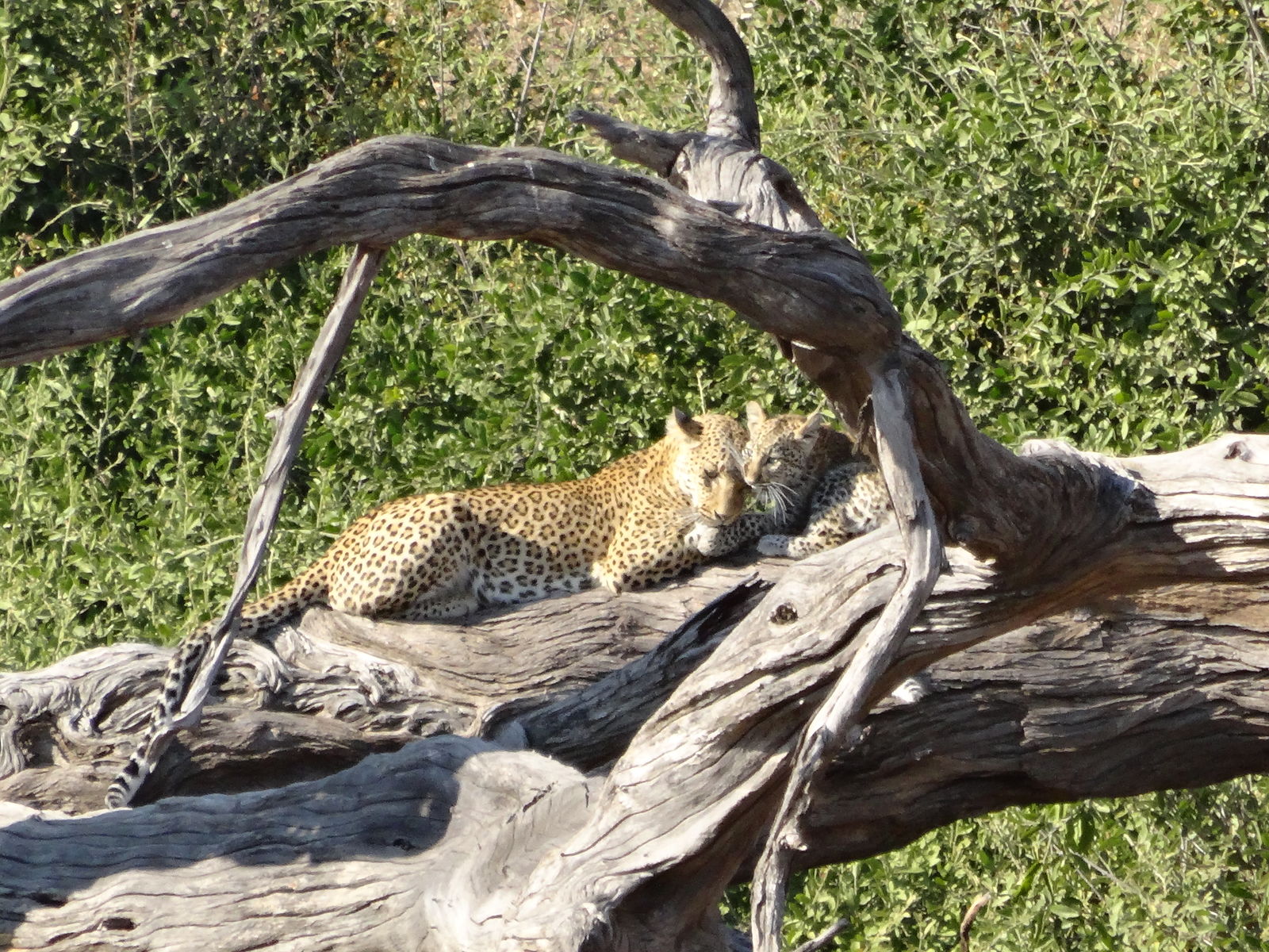 Luipaard met jong in Chobe National Park, Botswana.