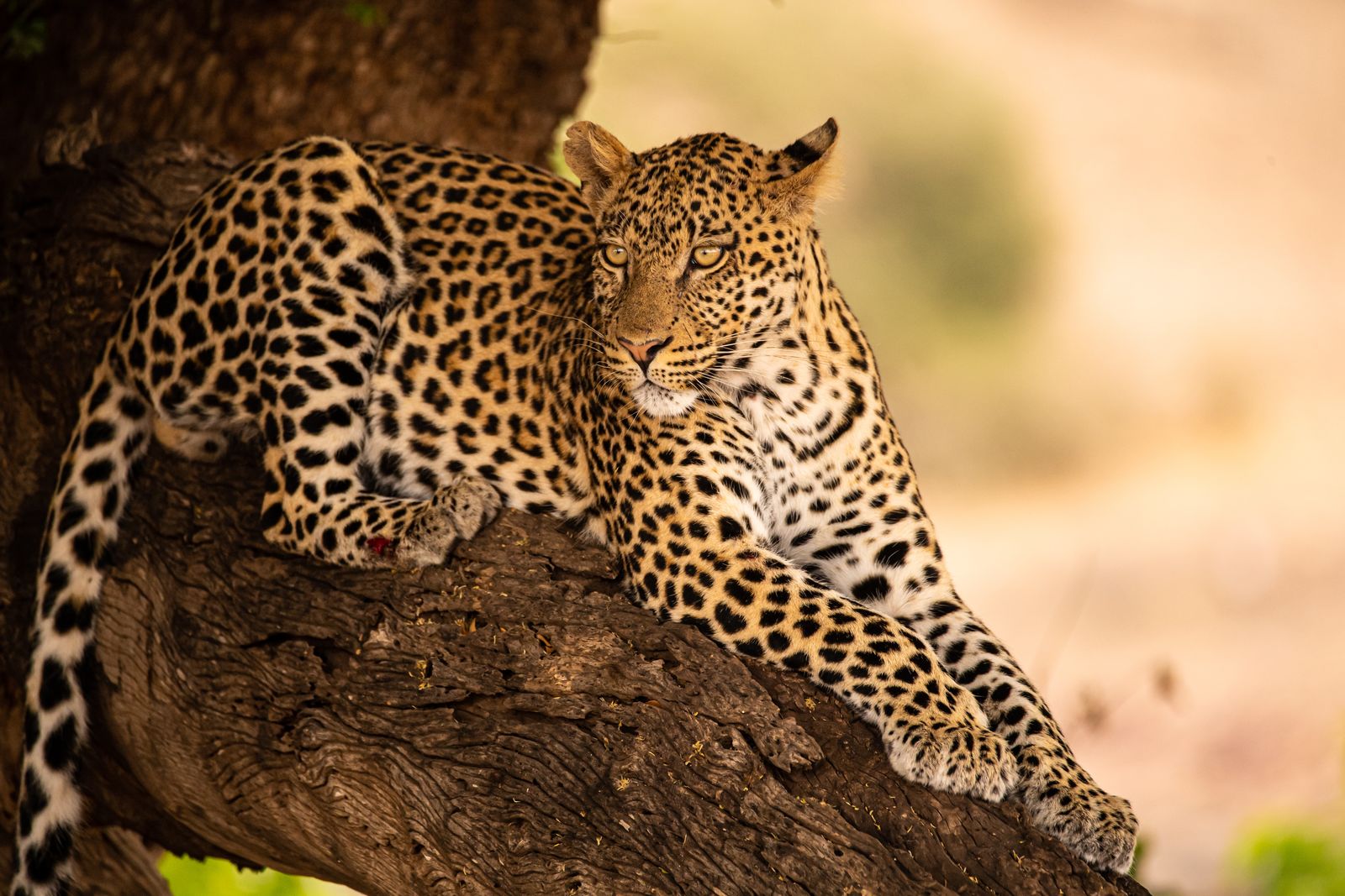 Luipaarden spotten in Botswana
