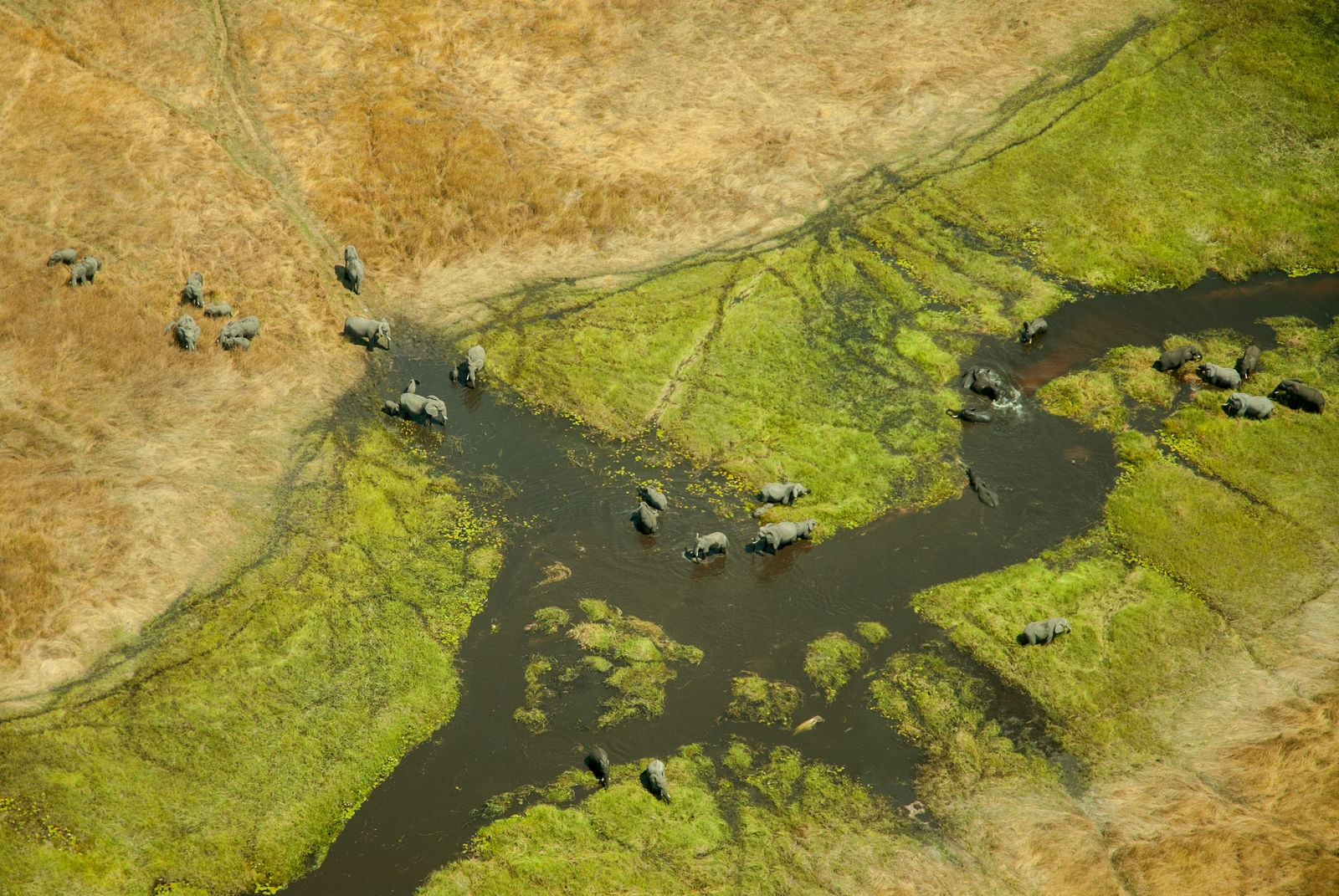 Olifanten in de Okavango Delta